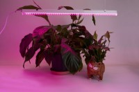 Светильник для растений с выключателем, пластик  9W  543*20*31мм 1/30 AL7001 FERON