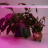 Светильник для растений с выключателем, пластик  9W  543*20*31мм 1/30 AL7001 FERON